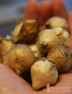 Menu Must Have Muscari Collection -Holland Bulb Farms 83123 blue grape hyacinth 4 2