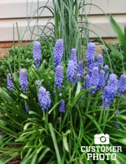 Menu Bells And Blue Duo Collection -Holland Bulb Farms 83123 blue grape hyacinth 5 1