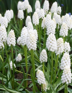 Menu Must Have Muscari Collection -Holland Bulb Farms 83125 white grape hyacinth 1