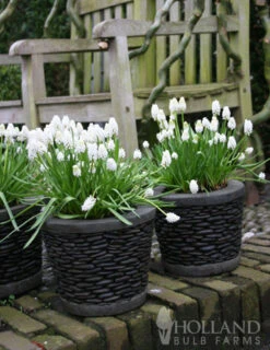 Menu Border Of Blooms Collection -Holland Bulb Farms 83125 white grape hyacinth 2