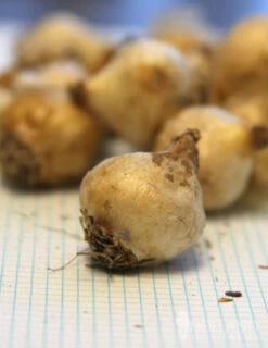 Menu Border Of Blooms Collection -Holland Bulb Farms 83125 white grape hyacinth 3