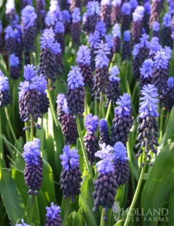 Menu Must Have Muscari Collection -Holland Bulb Farms 83127 bicolor grape hyacinth 2