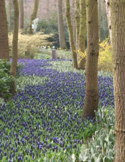 Menu Must Have Muscari Collection -Holland Bulb Farms 83127 bicolor grape hyacinth 3