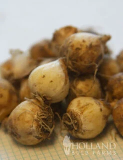 Menu Must Have Muscari Collection -Holland Bulb Farms 83127 bicolor grape hyacinth 4