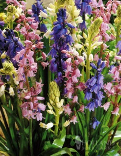 Menu Simple Deer Resistant Garden Collection -Holland Bulb Farms 83129 wood hyacinths