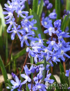 Menu Early Spring Blooms Collection -Holland Bulb Farms 83135 glory of the snow 2