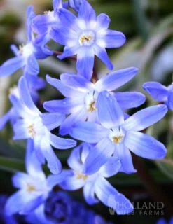 Menu Early Spring Blooms Collection -Holland Bulb Farms 83135 glory of the snow