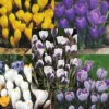 Menu Charming Crocus Collection -Holland Bulb Farms 83137 charming crocus collection