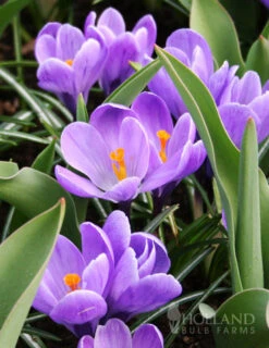 Menu Charming Crocus Collection -Holland Bulb Farms 83137 charming crocus collection 4
