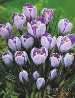 Menu Charming Crocus Collection -Holland Bulb Farms 83137 charming crocus collection 5