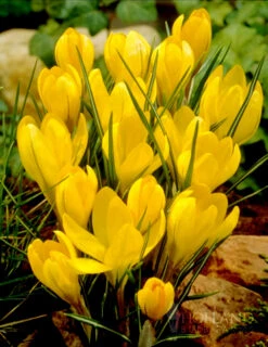 Menu Charming Crocus Collection -Holland Bulb Farms 83137 charming crocus collection 6