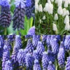 Menu Must Have Muscari Collection -Holland Bulb Farms 83138 must have muscari collection