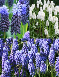 Menu Must Have Muscari Collection