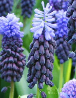 Menu Must Have Muscari Collection -Holland Bulb Farms 83138 must have muscari collection 4