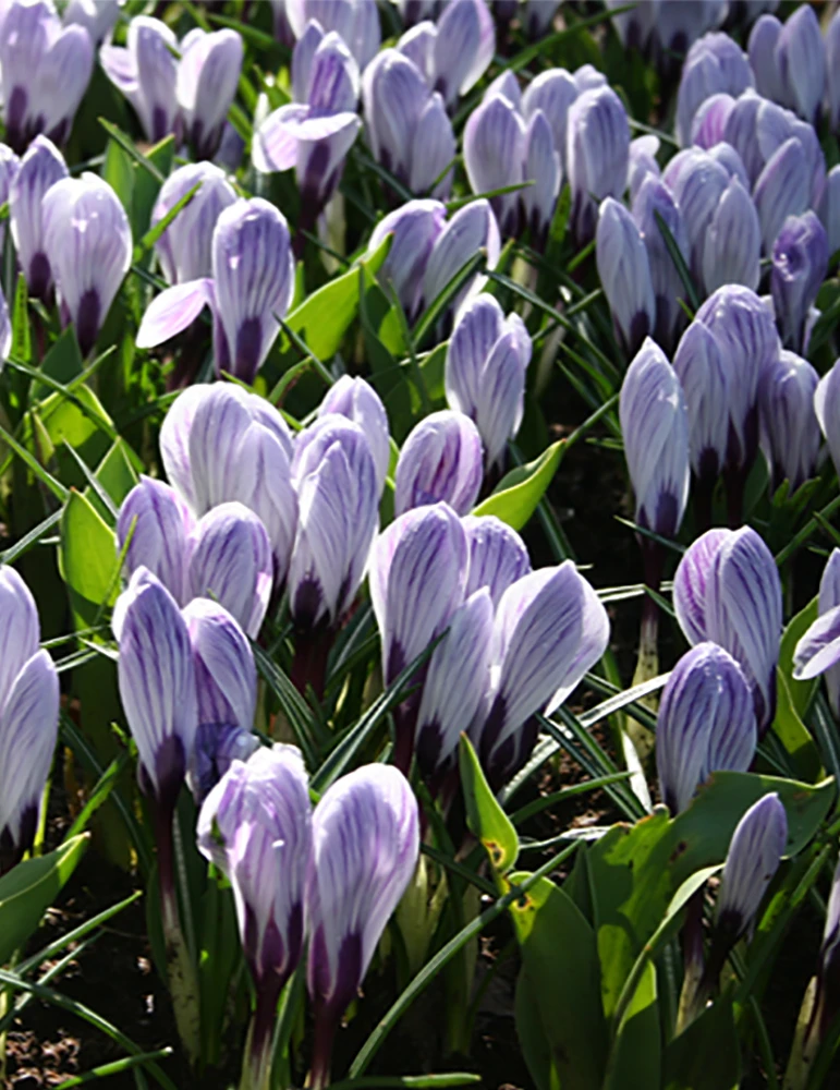 Menu The Everything Spring Garden Collection 14 Menu The Everything Spring Garden Collection - Image 12