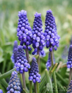 Menu The Everything Spring Garden Collection 31 Menu The Everything Spring Garden Collection -Holland Bulb Farms 83144 blue grape hyacinth 2 2