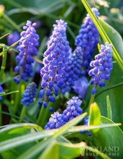Menu Sweet As Angels Duo Collection -Holland Bulb Farms 83144 blue grape hyacinth