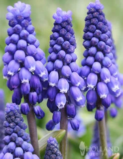 Menu Complete Spring Flower Bulb Garden -Holland Bulb Farms 83802 blue grape hyacinth