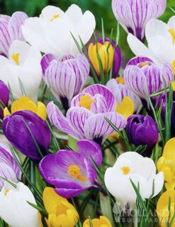 Menu Complete Spring Flower Bulb Garden -Holland Bulb Farms 83802 crocus 2