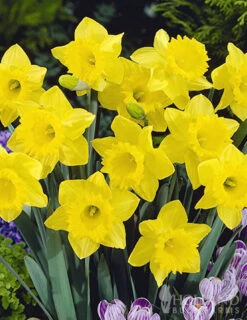 Menu Complete Spring Flower Bulb Garden -Holland Bulb Farms 83802 daffodils