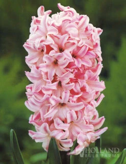 Menu Tickled Pink Collection -Holland Bulb Farms 84100 fondant hyacinth 3 2
