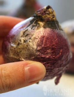 Menu Berries & Cream Hyacinth Collection -Holland Bulb Farms 84100 fondant hyacinth 4 1