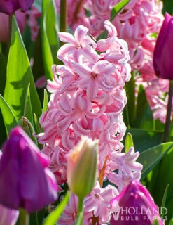 Menu Under The Tree And Blooming Collection 30 Menu Under The Tree And Blooming Collection -Holland Bulb Farms 84100 fondant hyacinths 2