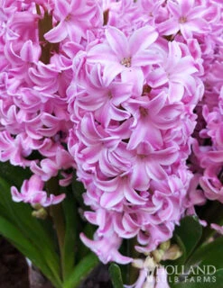 Menu Berries & Cream Hyacinth Collection -Holland Bulb Farms 84100 fondant hyacinths 3 1
