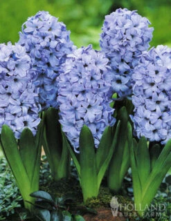 Menu Dutch Blue And White Hyacinth Collection -Holland Bulb Farms 84101 delft blue hyacinth 2