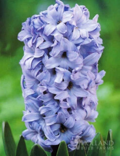 Menu Dutch Blue And White Hyacinth Collection -Holland Bulb Farms 84101 delft blue hyacinth