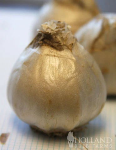 Menu Mid Spring Blooms Collection 12 Menu Mid Spring Blooms Collection - Image 10