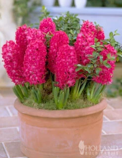 Menu Vivid Hyacinth Collection -Holland Bulb Farms 84106 giant jan bos hyacinth 2