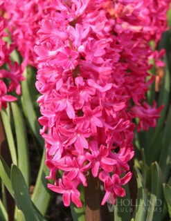 Menu Vivid Hyacinth Collection -Holland Bulb Farms 84106 giant jan bos hyacinth