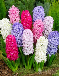 Menu Border Of Blooms Collection -Holland Bulb Farms 84107 giant mixed hyacinths