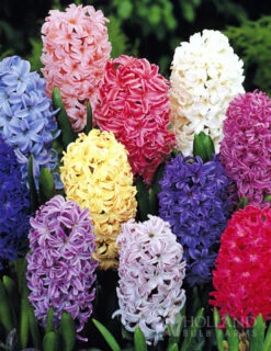 Menu Border Of Blooms Collection -Holland Bulb Farms 84107 giant mixed hyacinths 4