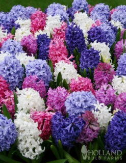 Menu Border Of Blooms Collection -Holland Bulb Farms 84107 giant mixed hyacinths 5