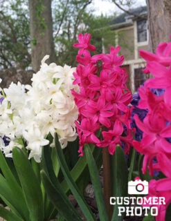 Menu Border Of Blooms Collection -Holland Bulb Farms 84107 giant mixed hyacinths 6