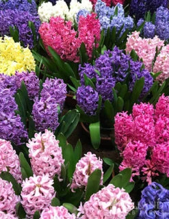 Menu Border Of Blooms Collection -Holland Bulb Farms 84107 mixed hyacinths 2