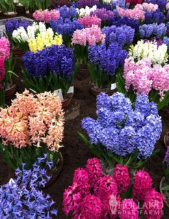Menu Border Of Blooms Collection -Holland Bulb Farms 84107 mixed hyacinths