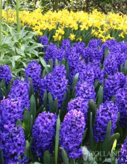 Menu Classic Beauty Spring Collection -Holland Bulb Farms 84110 blue jacket hyacinth 2