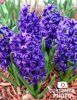 Menu Classic Beauty Spring Collection -Holland Bulb Farms 84110 blue jacket hyacinth 4