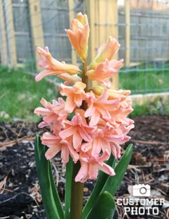 Menu Gipsy's Delight Collection -Holland Bulb Farms 84113 gipsy queen hyacinth 2