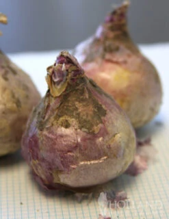 Menu Gipsy's Delight Collection -Holland Bulb Farms 84113 gipsy queen hyacinth 4