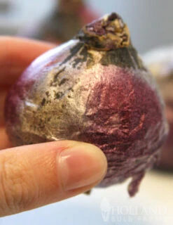 Menu All Spring Blooms Of Fragrant And Cut Flowers -Holland Bulb Farms 84117 purple pride hyacinth 2 3