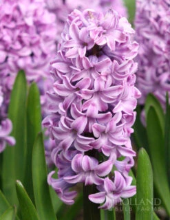 Menu All Spring Blooms Of Fragrant And Cut Flowers -Holland Bulb Farms 84117 purple pride hyacinth 4