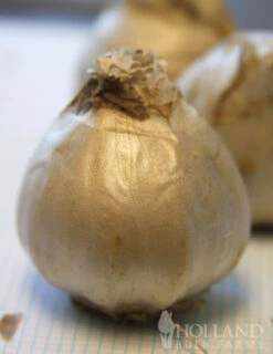 Menu Fairy Dust Hyacinth & Tulip Collection -Holland Bulb Farms 84118 aiolos hyacinth 2 3