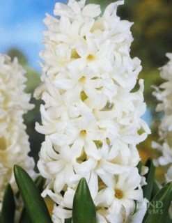 Menu Berries & Cream Hyacinth Collection -Holland Bulb Farms 84118 aiolos hyacinth 3