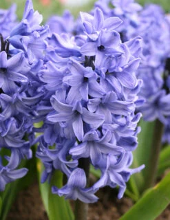 Menu Blue Blooms In Spring Collection 31 Menu Blue Blooms In Spring Collection -Holland Bulb Farms 84119 4