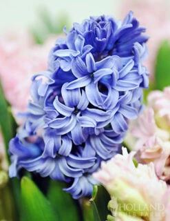 Menu Pastel Mix Hyacinth Collection 28 Menu Pastel Mix Hyacinth Collection -Holland Bulb Farms 84119 blue star hyacinth