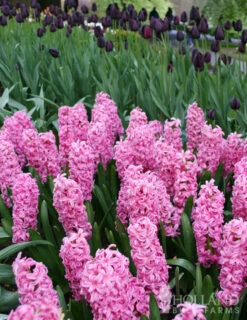 Menu Vivid Hyacinth Collection -Holland Bulb Farms 84120 pink pearl hyacinth 2 1